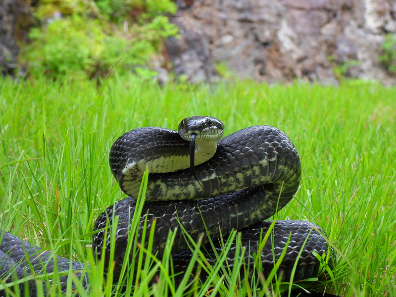 Black rat snake. Wikimedia Commons